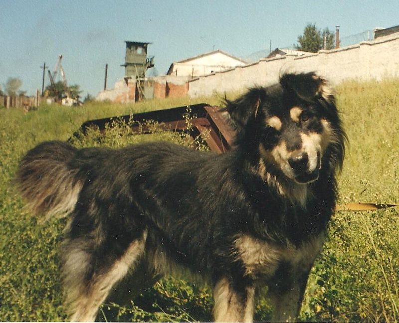 Бурят монгольский. Бурят-монгольский волкодав питомник. Бурятский волкодав питомник. Якутский волкодав. Бурят-монгольский волкодав черно белый.